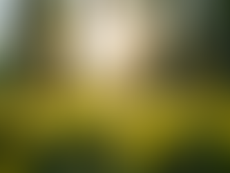 Eye-level view of a calming nature scene with soft sunlight filtering through the trees