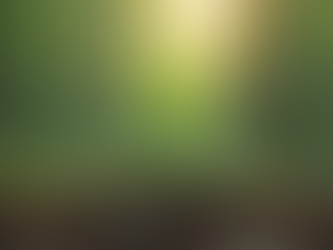 Eye-level view of a single sapling growing steadily in a quiet forest clearing