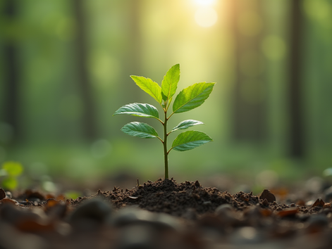 Eye-level view of a single sapling growing steadily in a quiet forest clearing