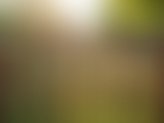 Eye-level view of a wooden fence with gaps showing a garden beyond