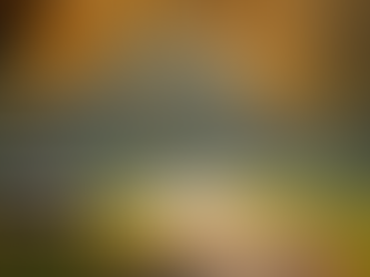 Eye-level view of a single empty park bench under soft sunlight