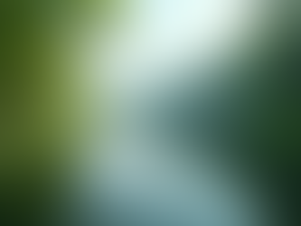 Eye-level view of a serene lakeside with lush greenery