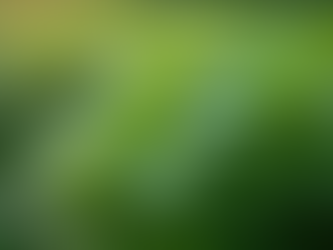 Close-up view of fresh green nettle leaves in natural light