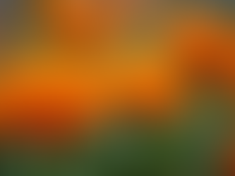 Close-up view of vibrant calendula flowers in a garden