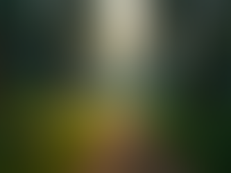 Wide angle view of a serene hiking trail leading into a dense forest