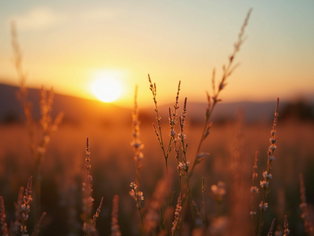 Close-up view of a serene landscape with a calming sunrise