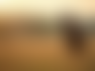 Eye-level view of a calm horse in a serene pasture