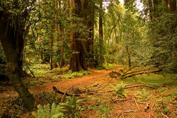 Muir Woods 2.jpg