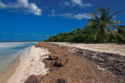 Caribean