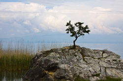Ohrid Rock and tree.jpg
