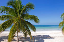 Caribean