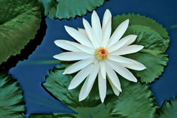 147060622726.jpg
