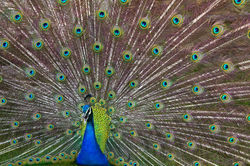 The family bird.jpg