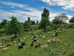 Wiesenspaziergang_05.05.2026