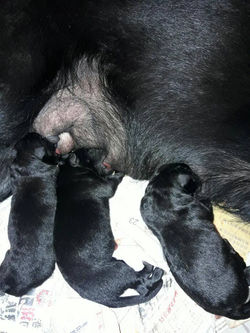 16722463_784162021731285_5267790712712421522_o