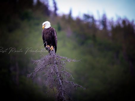 Eagle Cooper Landing