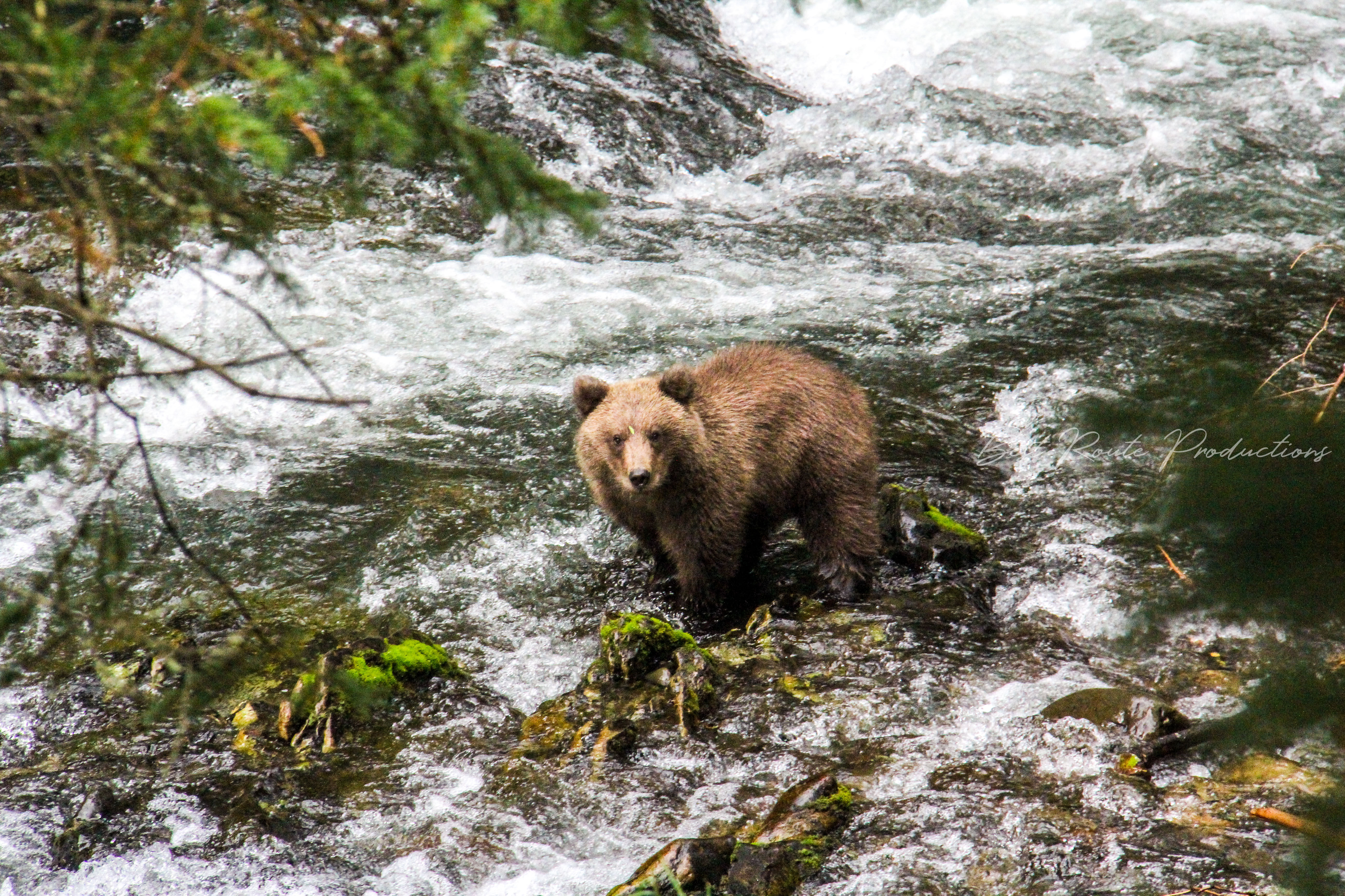 Interview with a Bear Cub