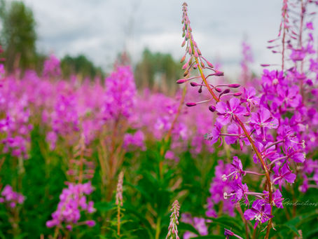 Fireweed Cooper Landing
