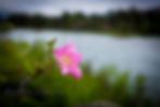 Wildflowers Cooper Landing