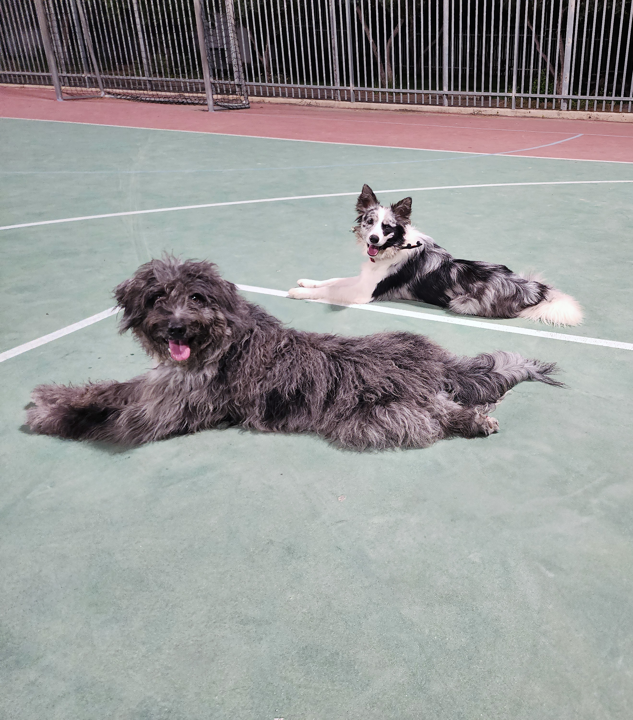 שני כלבים שוכבים על מגרש ירוק, באמצע אימון פקודת “ארצה ולא לזוז”.