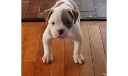 american-bulldog-puppy-picture-a2e66ea5-7f42-409c-b939-63aa95009c67