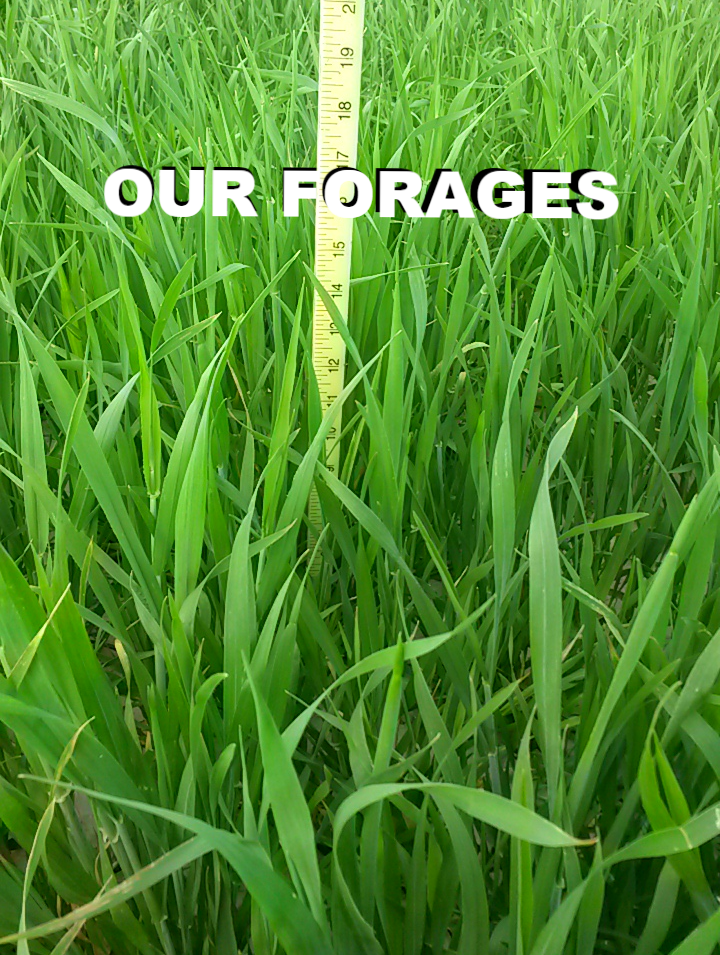 20150607_172103_edited_edited_edited