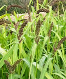 Millet
