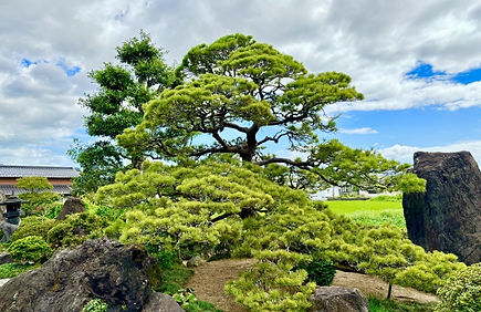 植木の植栽・管理