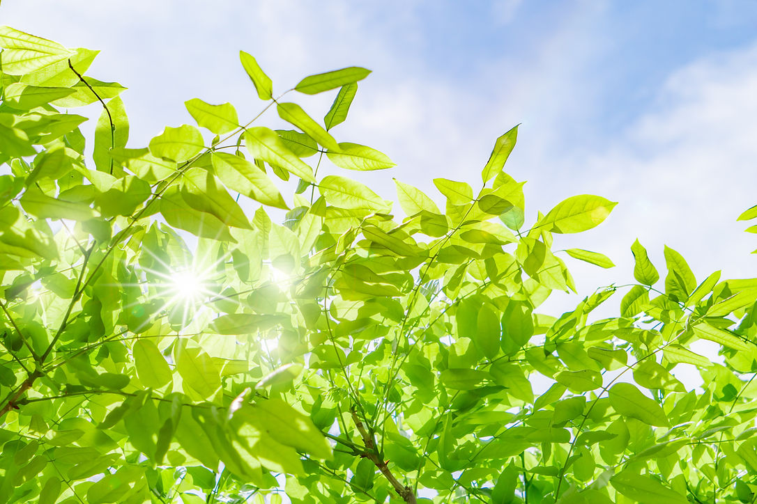 枚目:新緑の間からキラキラ輝く木漏れ日と青空
