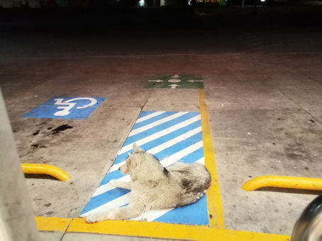 Crónica de un perro callejero