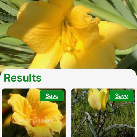 Magical Plant Identifier Apps!