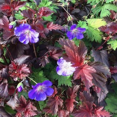Plantering på Bostadsgård i Kallhäll