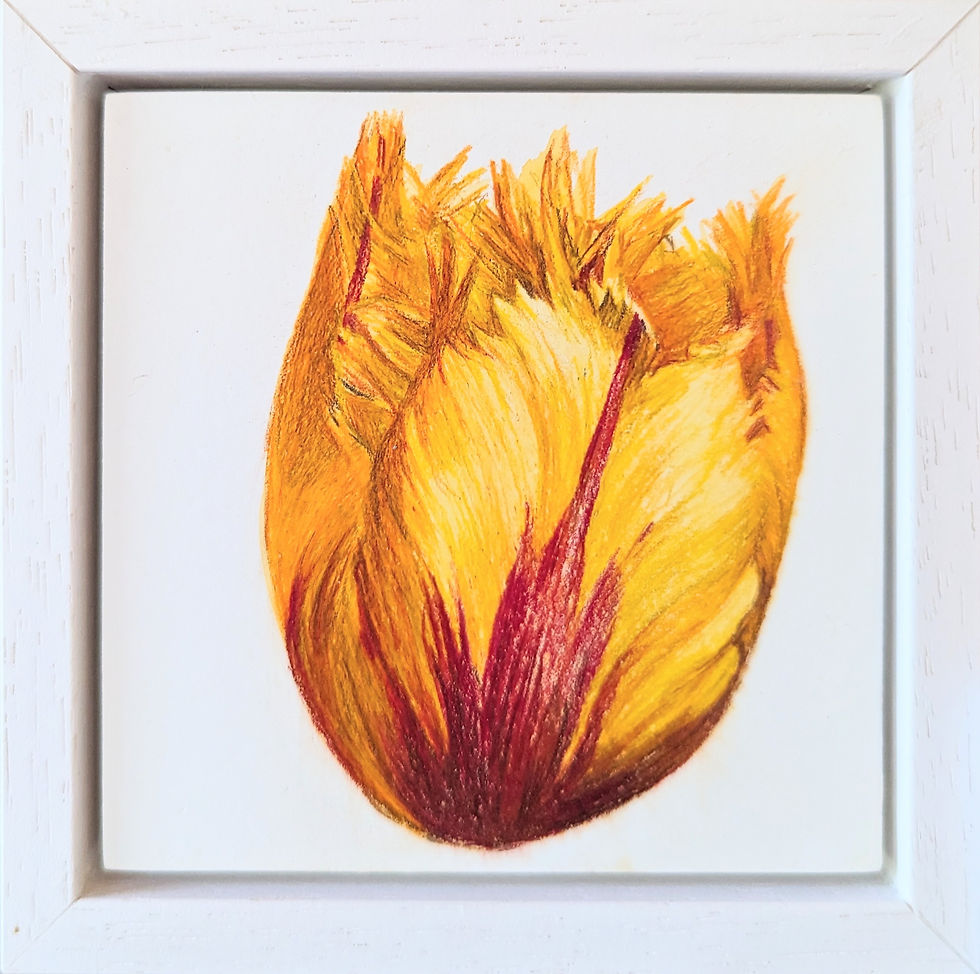 Fringed tulip