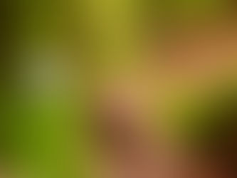 Bemutatkozik az Aggostyáni Emlékerdő