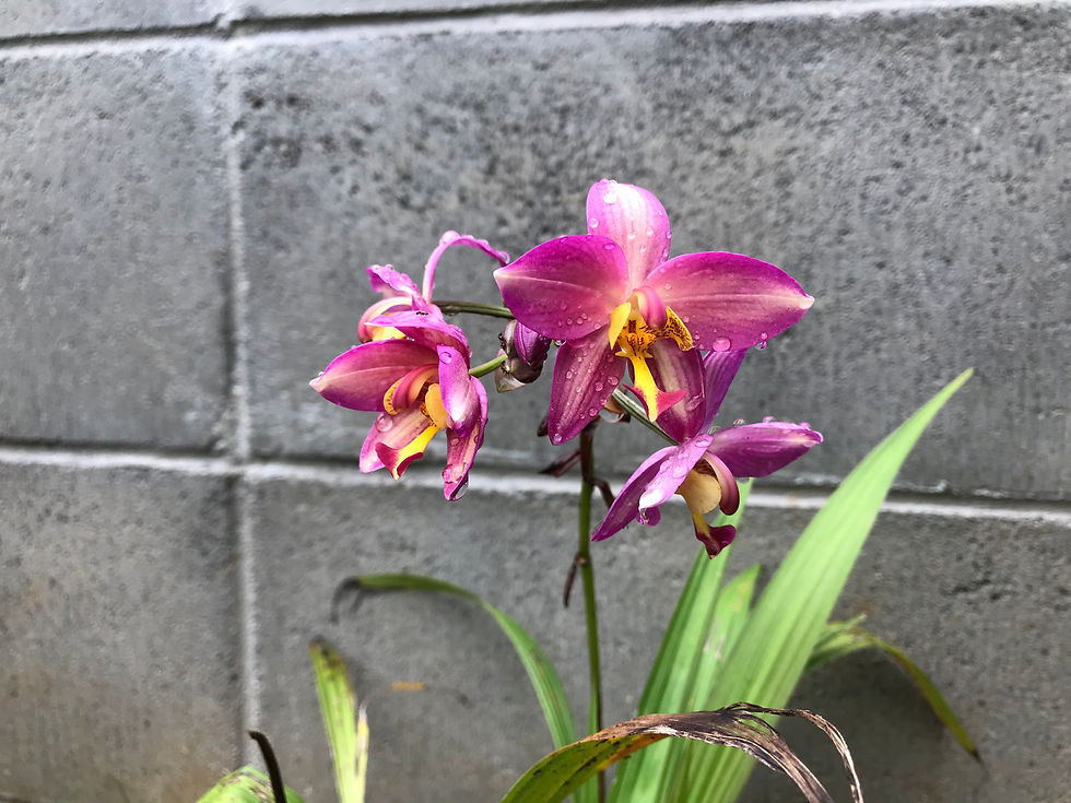 漫画を読む授業