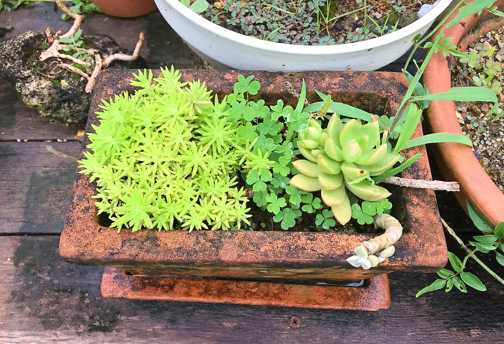 小学6年生入塾募集開始