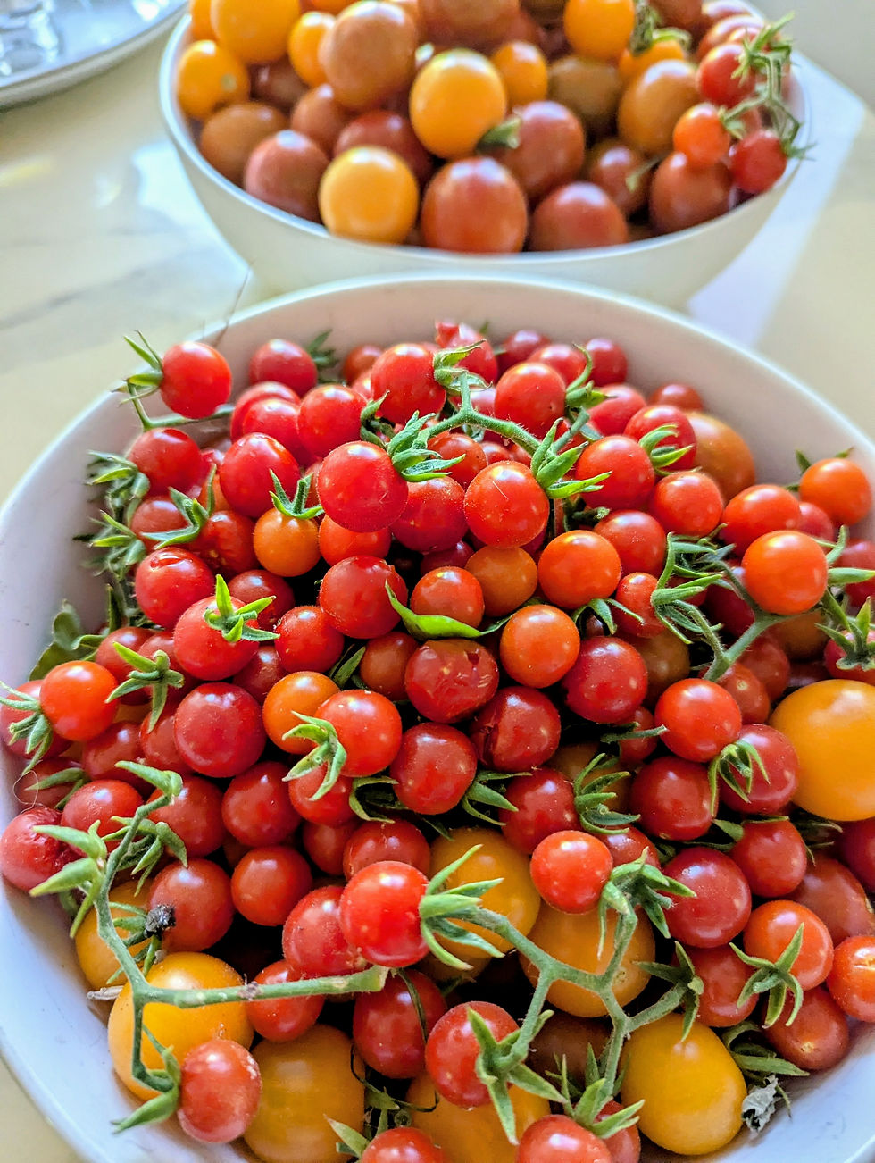 Garden.Tomatoes..6.15.26
