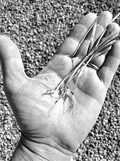 Kamut Blades of Wheat Seedling by Bread and Flours