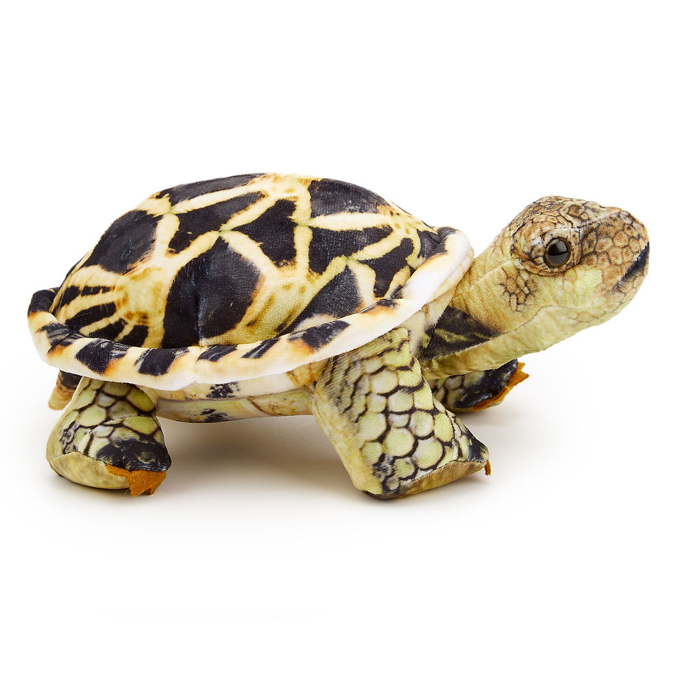 Thumbnail: Realistic Tortoise Plush Soft Toy