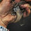 Thumbnail: ⋆BEAR CLAW TALISMAN No. 67⋆