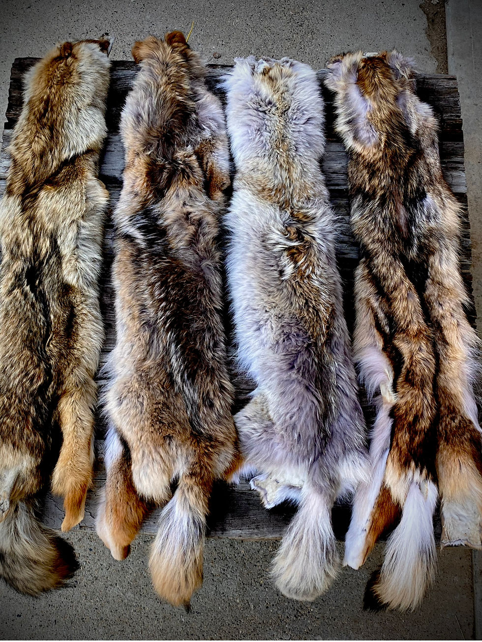 Thumbnail: Rocky Mountain Coyote Pelt