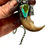 Thumbnail: Mark No. 57 ❅ Bear Claw Talisman