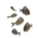 Prazna.png