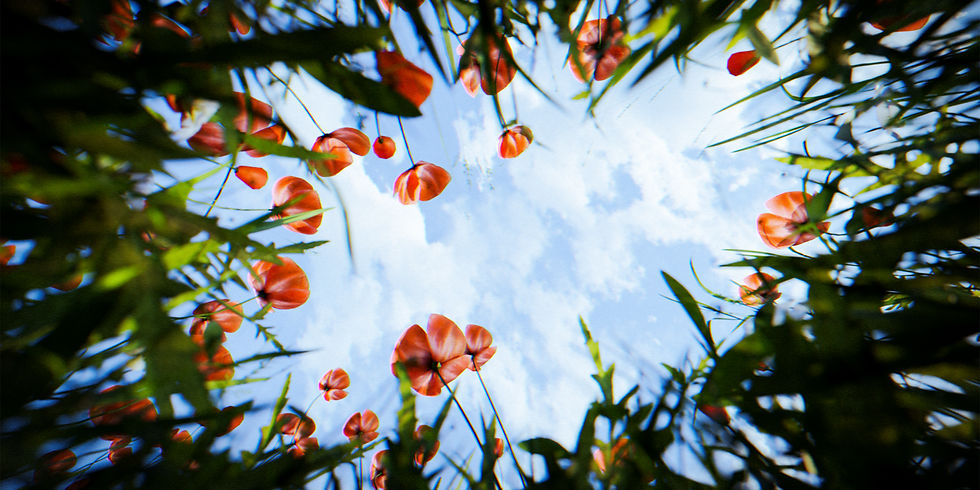 Clouds meadow.jpg