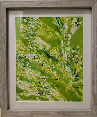 Kelp 2