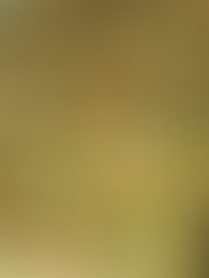 The Arduous Journey of Okra from Africa to the Southern Table