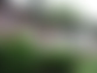 Adoption Update and House News