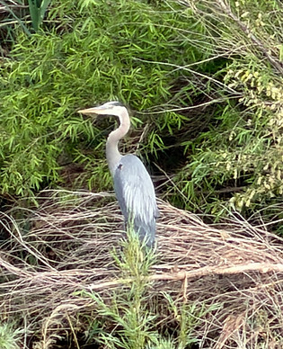 IMG_0015.jpeg