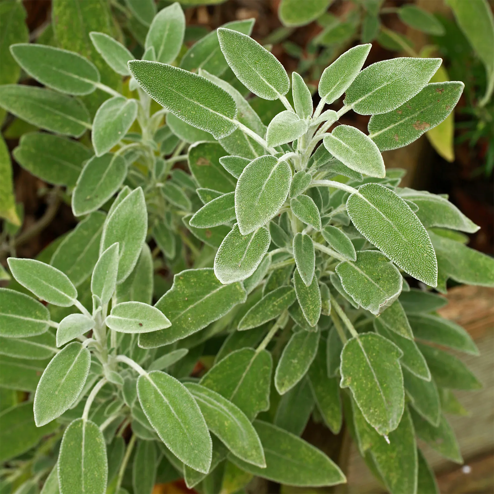 sage-herb.webp