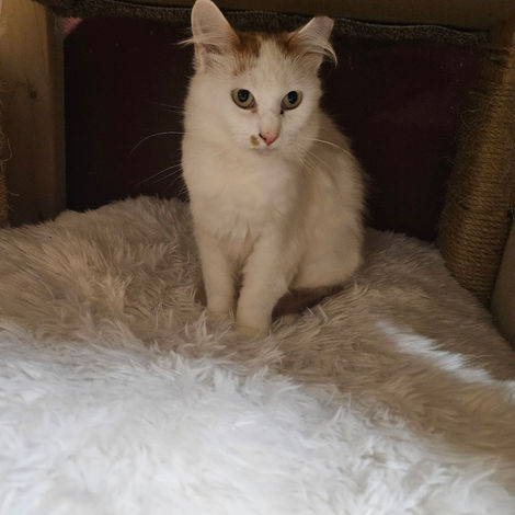 Sponsor me for $25/cat!